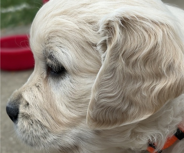 Medium Photo #1 English Cream Golden Retriever Puppy For Sale in GENOA CITY, WI, USA