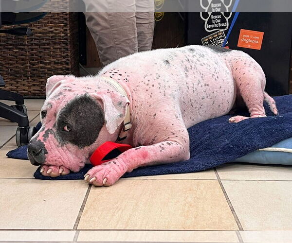 Medium Photo #5 American Bulldog-Unknown Mix Puppy For Sale in Virginia Beach, VA, USA