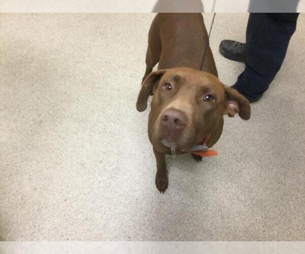 Medium Photo #1 Labrador Retriever-Unknown Mix Puppy For Sale in Riverside, CA, USA
