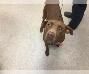 Labrador Retriever-Unknown Mix Dogs for adoption in Riverside, CA, USA