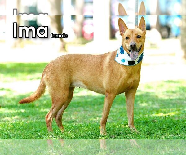 Medium Photo #4 Mutt Puppy For Sale in Seattle, WA, USA