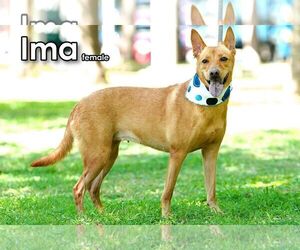 Ima from Taiwan - Female Mutt Dog for Adoption - Photo #4