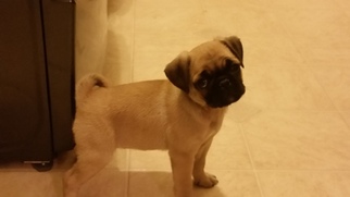 Pug Puppy for sale in ROBESONIA, PA, USA