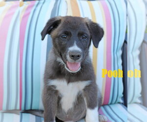 Collie-Labrador Retriever Mix Dogs for adoption in Wakefield, RI, USA