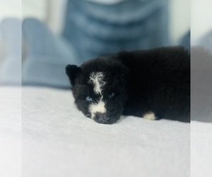 Siberian Husky Puppy for sale in HEMET, CA, USA
