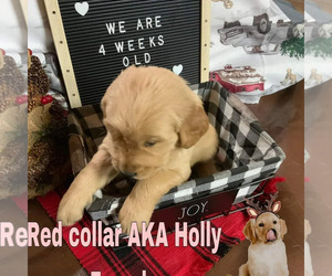 Golden Retriever Puppy for sale in COCOA, FL, USA