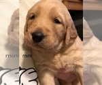 Puppy blue Golden Retriever