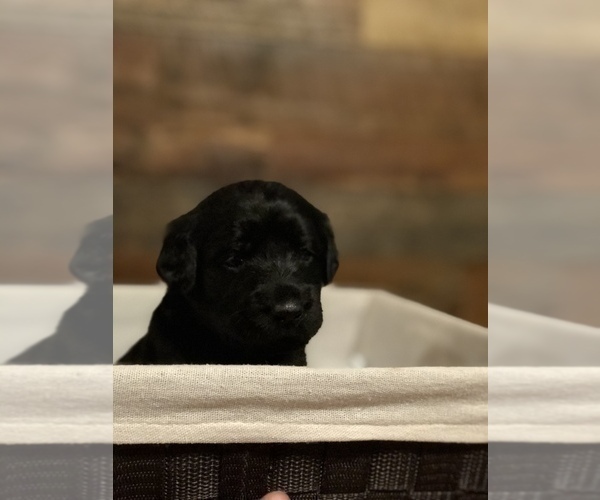 Medium Photo #3 Labradoodle Puppy For Sale in ROBERTA, GA, USA