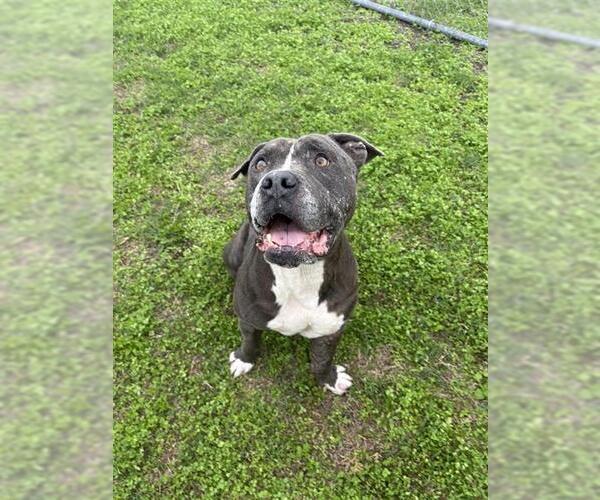 Medium Photo #1 Bull Terrier-Unknown Mix Puppy For Sale in Corpus Christi, TX, USA