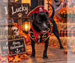 Lucky - Male Chihuahua-Unknown Mix Dog for Adoption - Small photo