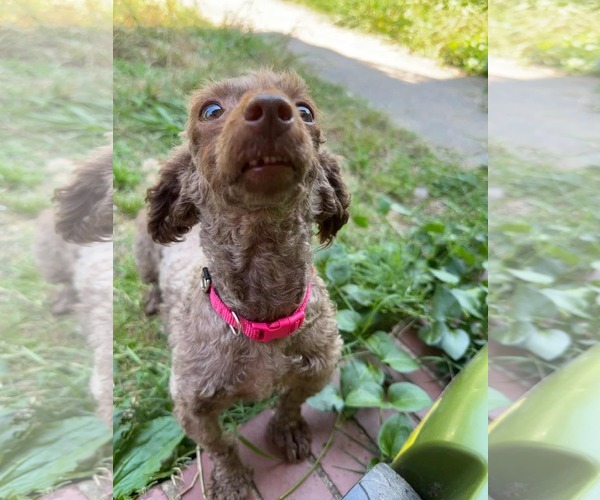 Medium Photo #2 Poodle (Miniature) Puppy For Sale in Holly Springs, NC, USA