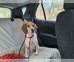 Small #1 Beagle