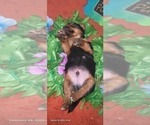 Small #27 Yorkshire Terrier