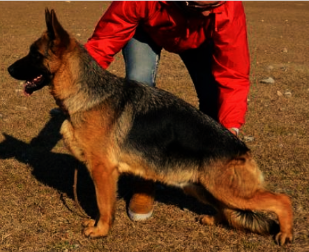 Medium Photo #1 German Shepherd Dog Puppy For Sale in MERCEDES, TX, USA
