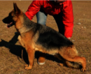 Small Photo #1 German Shepherd Dog Puppy For Sale in MERCEDES, TX, USA