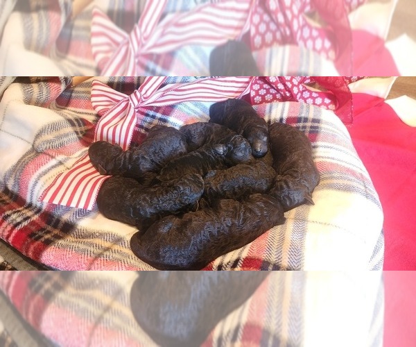 Medium Photo #1 Goldendoodle Puppy For Sale in GARLAND, TX, USA