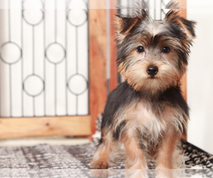 Yorkshire Terrier Puppy for Sale in NAPLES, Florida USA