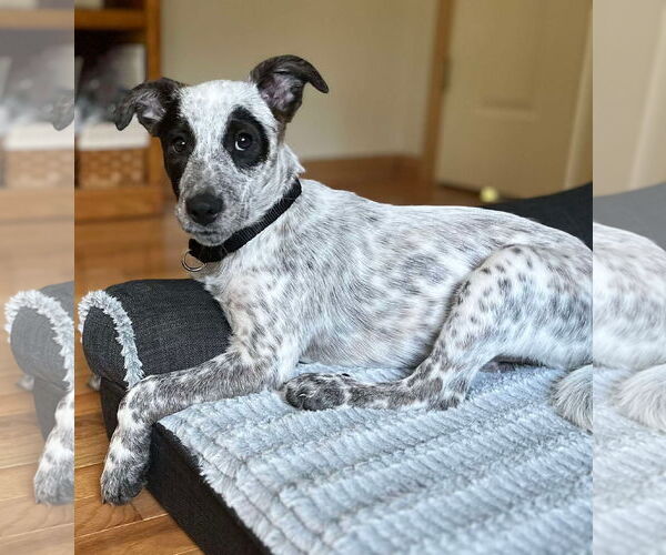 Medium Photo #2 Mutt Puppy For Sale in pomfret, CT, USA