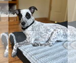 Small #1 Mutt