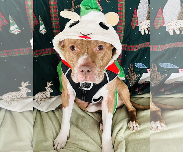 Medium Photo #5 Staffordshire Bull Terrier-Unknown Mix Puppy For Sale in Princeton, MN, USA
