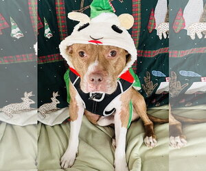 Coco Ross - Male Staffordshire Bull Terrier-Unknown Mix Dog for Adoption - Photo #5