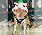 Small Photo #5 Staffordshire Bull Terrier-Unknown Mix Puppy For Sale in Princeton, MN, USA
