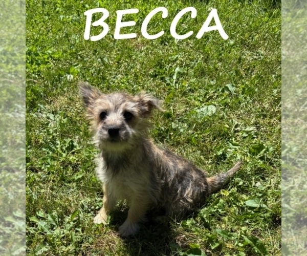 Medium Photo #2 Cairnoodle Puppy For Sale in HARTLAND, MN, USA