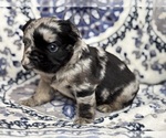 Small #2 French Bulldog