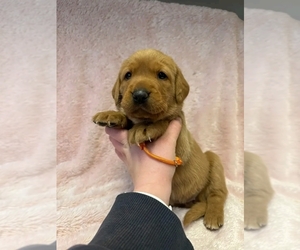 Labrador Retriever Puppy for sale in ARLINGTON, VA, USA