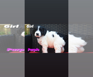 Goldendoodle (Miniature) Puppy for sale in CHICAGO, IL, USA