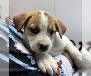 Mutt Dogs for adoption in San Bernardino, CA, USA
