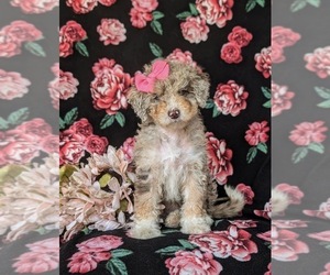 Bernedoodle (Miniature) Puppy for sale in OXFORD, PA, USA