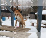 Small #16 Saluki-Whippet Mix