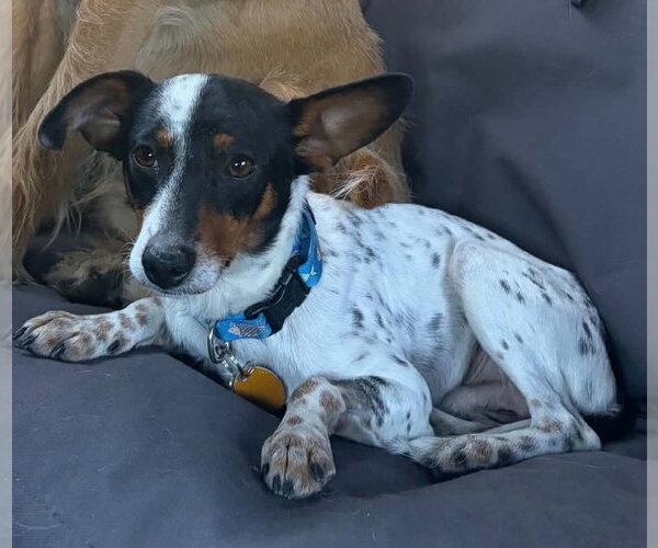 Medium Photo #4 Jack Russell Terrier-Unknown Mix Puppy For Sale in St. Louis Park, MN, USA