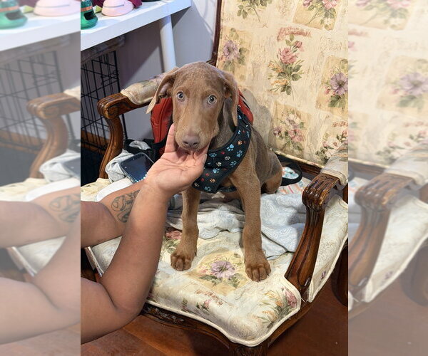 Medium Photo #4 Doberman Pinscher-Unknown Mix Puppy For Sale in Brewster, NY, USA