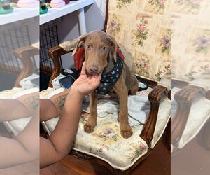 Cosmo (Briar's Litter) - Male Doberman Pinscher-Unknown Mix Dog for Adoption - Photo #4
