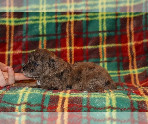 Medium Photo #4 Poodle (Toy) Puppy For Sale in DYERSBURG, TN, USA