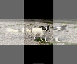 Mother of the Chihuahua puppies born on 04/10/2025