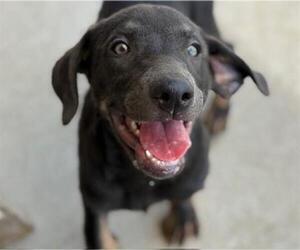 Labrador Retriever-Unknown Mix Dogs for adoption in Tulsa, OK, USA