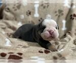 Small #1 English Bulldog