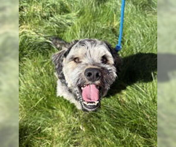 Medium Photo #1 - Mix Puppy For Sale in Salinas, CA, USA