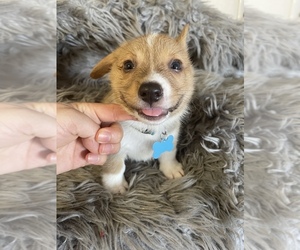 Pembroke Welsh Corgi Puppy for sale in KERMAN, CA, USA