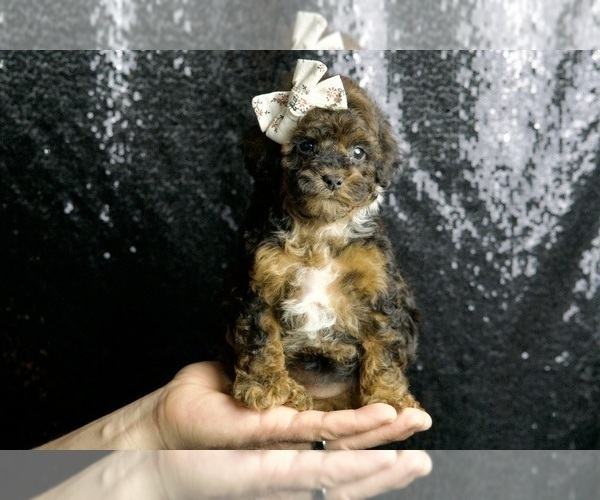 Medium Photo #70 Poodle (Toy) Puppy For Sale in WARSAW, IN, USA