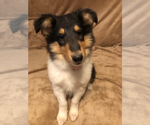 Medium Photo #1 Collie Puppy For Sale in ODESSA, TX, USA