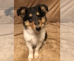 Small Collie