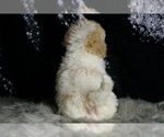 Small #4 Maltipoo (Miniature)