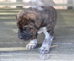 Small Photo #6 Australian Shepherd-Boxer Mix Puppy For Sale in ORRVILLE, OH, USA