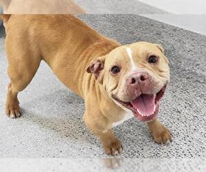 American Bulldog-Unknown Mix Dogs for adoption in Houston, TX, USA