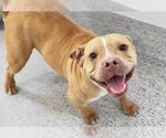 PEACH - Female American Bulldog-Unknown Mix Dog for Adoption - Small photo
