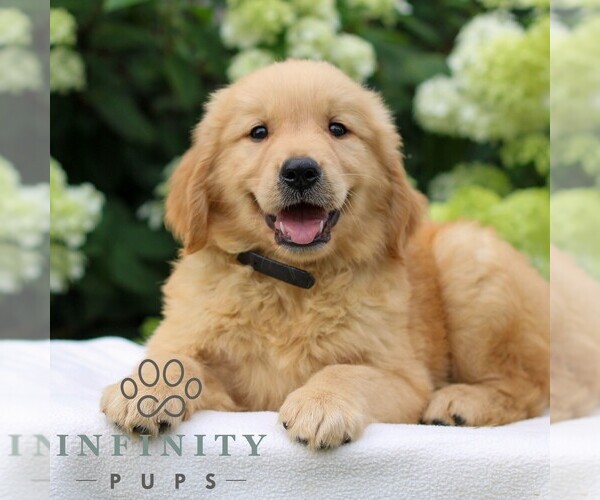 Medium Photo #3 Golden Retriever Puppy For Sale in LITITZ, PA, USA